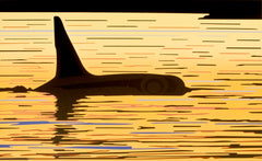 Orca Sunset - Block Mount